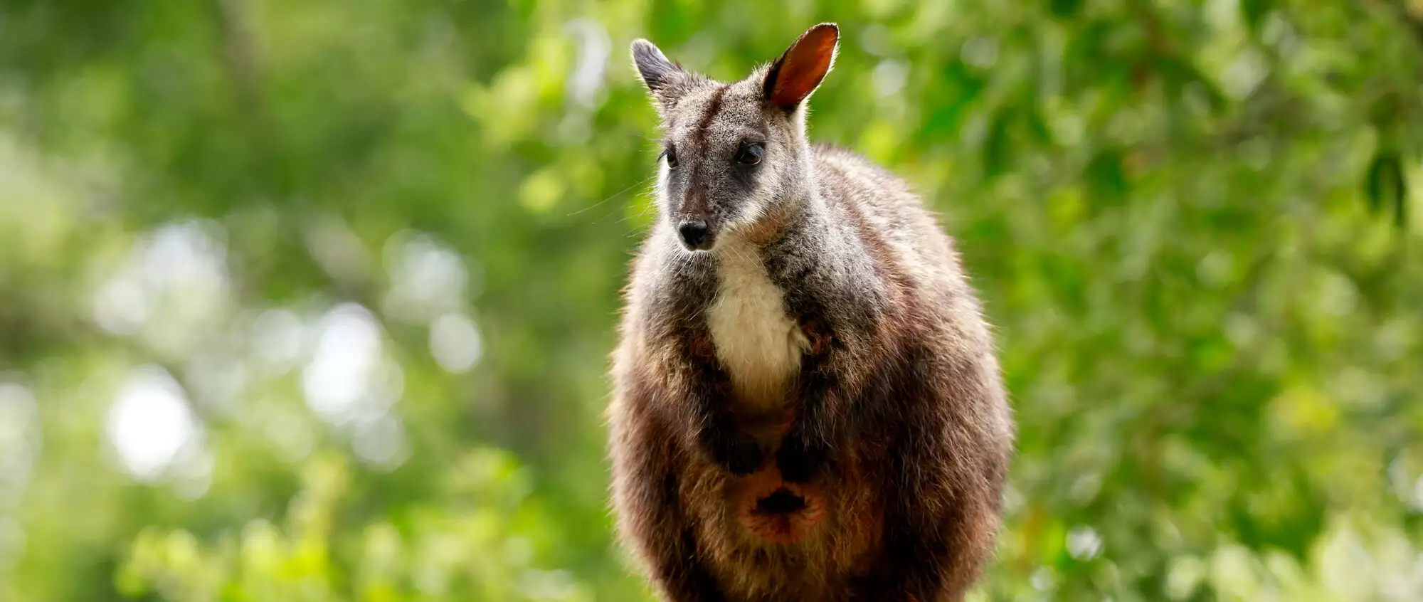 A Brush-tailed Rock Wallaby, standing against a green tree backdrop.