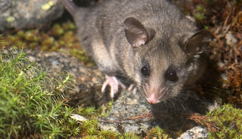 A Mountain Pygmy-Possum on a mossy rock surface.