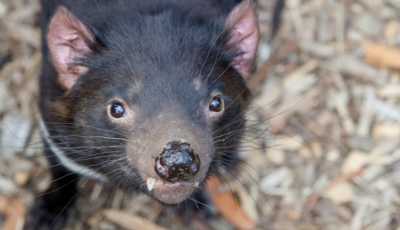 close up of a Tasmanian Devil looking at the camera