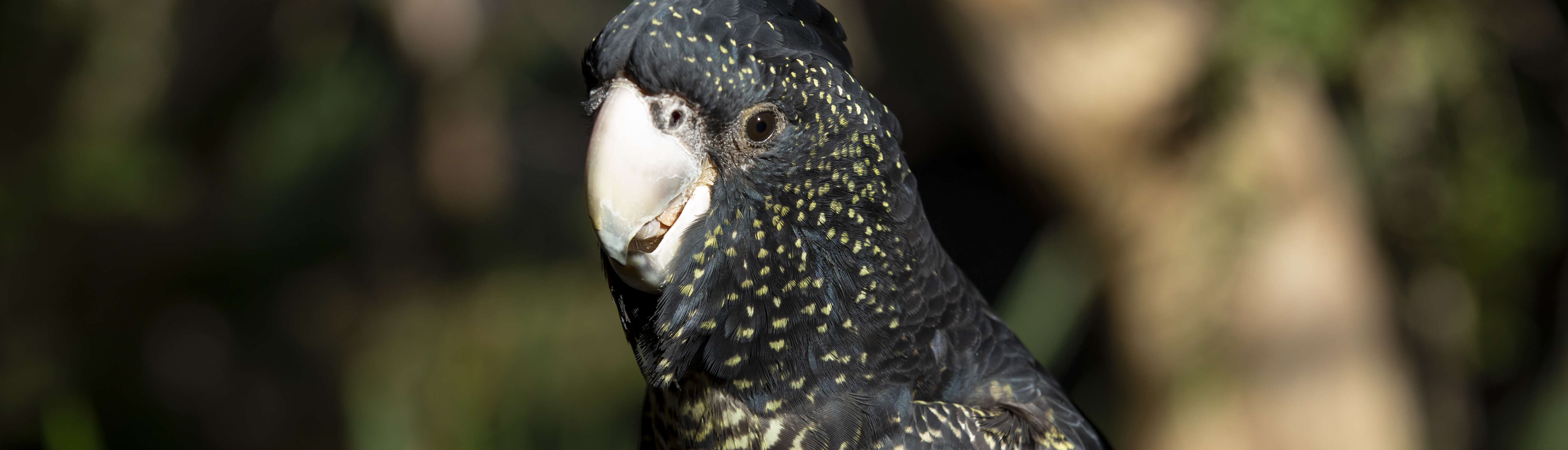 Close-up of a Red-tailed Black Cockatoo, eating fruit while looking slightly left of frame.