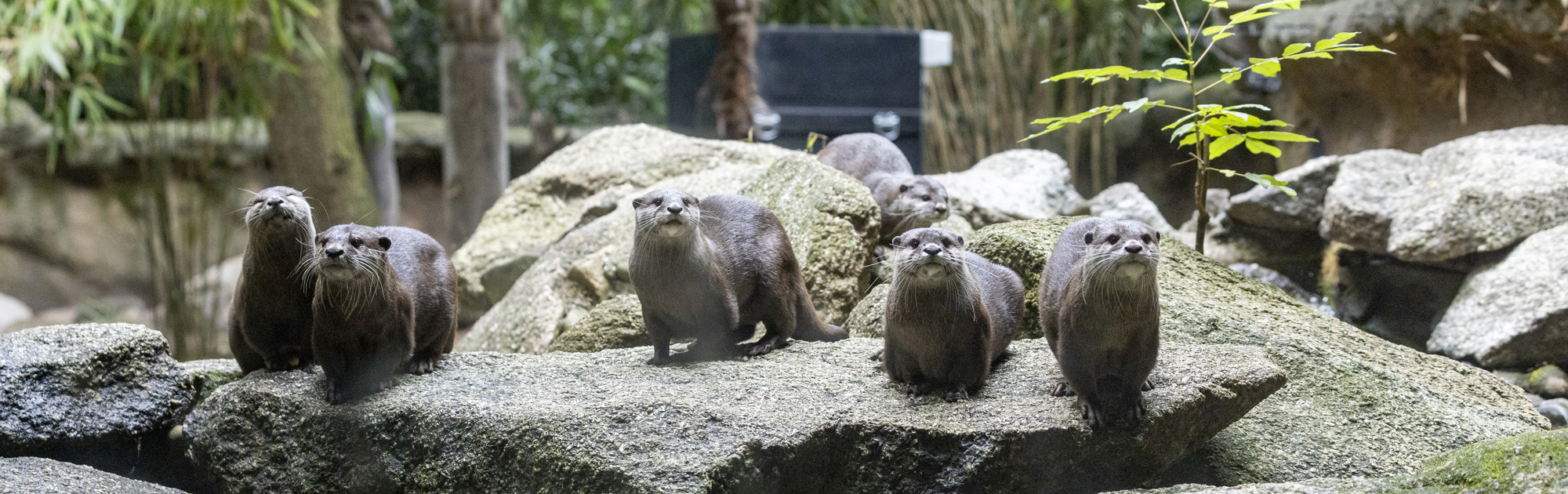 A group of six Asian Small-clawed Otters are standing on a grey rock. 