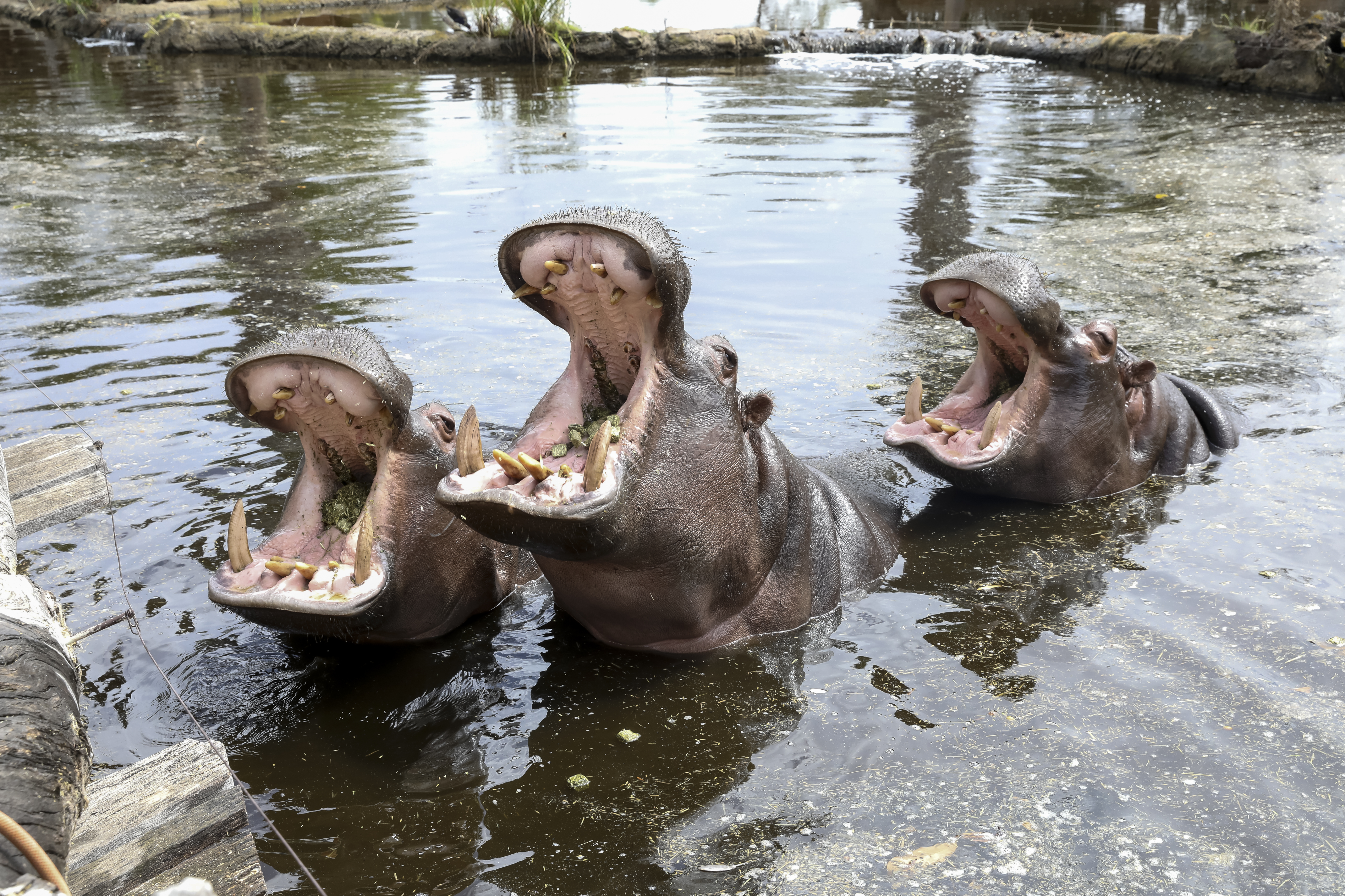 Three hippos in the water. Their heads are out of the water and looking up with their mouths wide open.