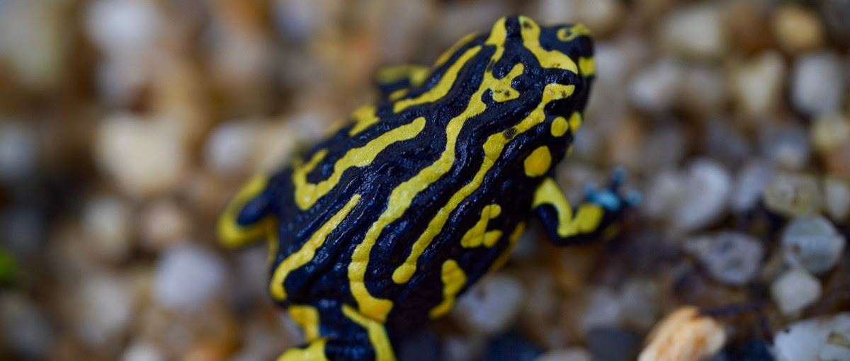 Northern Corroboree Frog with vivid yellow and black stripes sitting on wet pebbles.