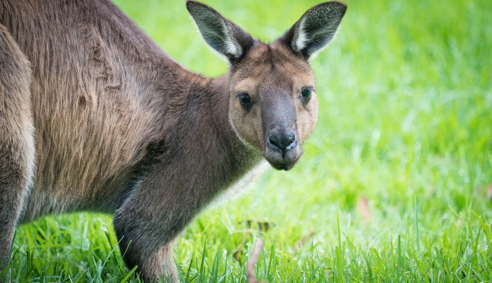 One Kangaroo Island Kangaroo