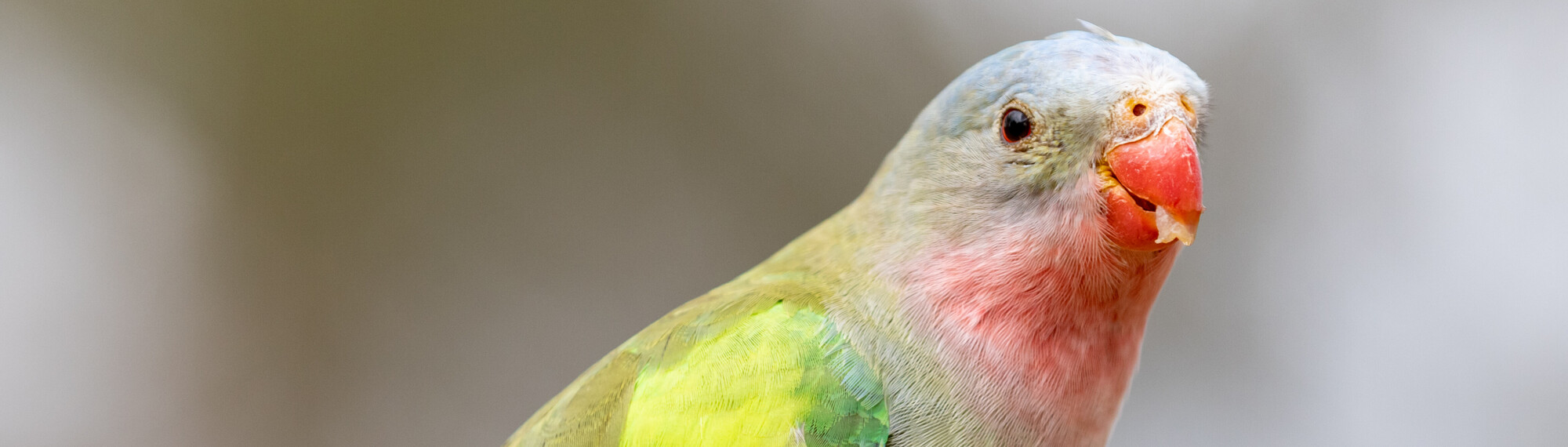 Princess Parrot Close Up Facing Right Of Frame Eating Fruit 