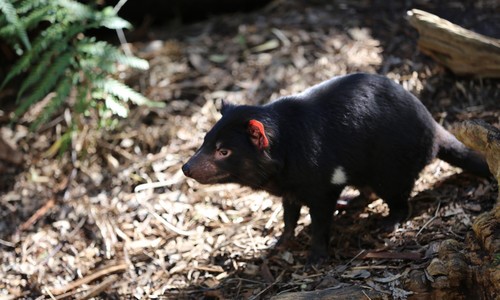 A black Tasmanian Devil, with brown and white accents, standing on some bark.