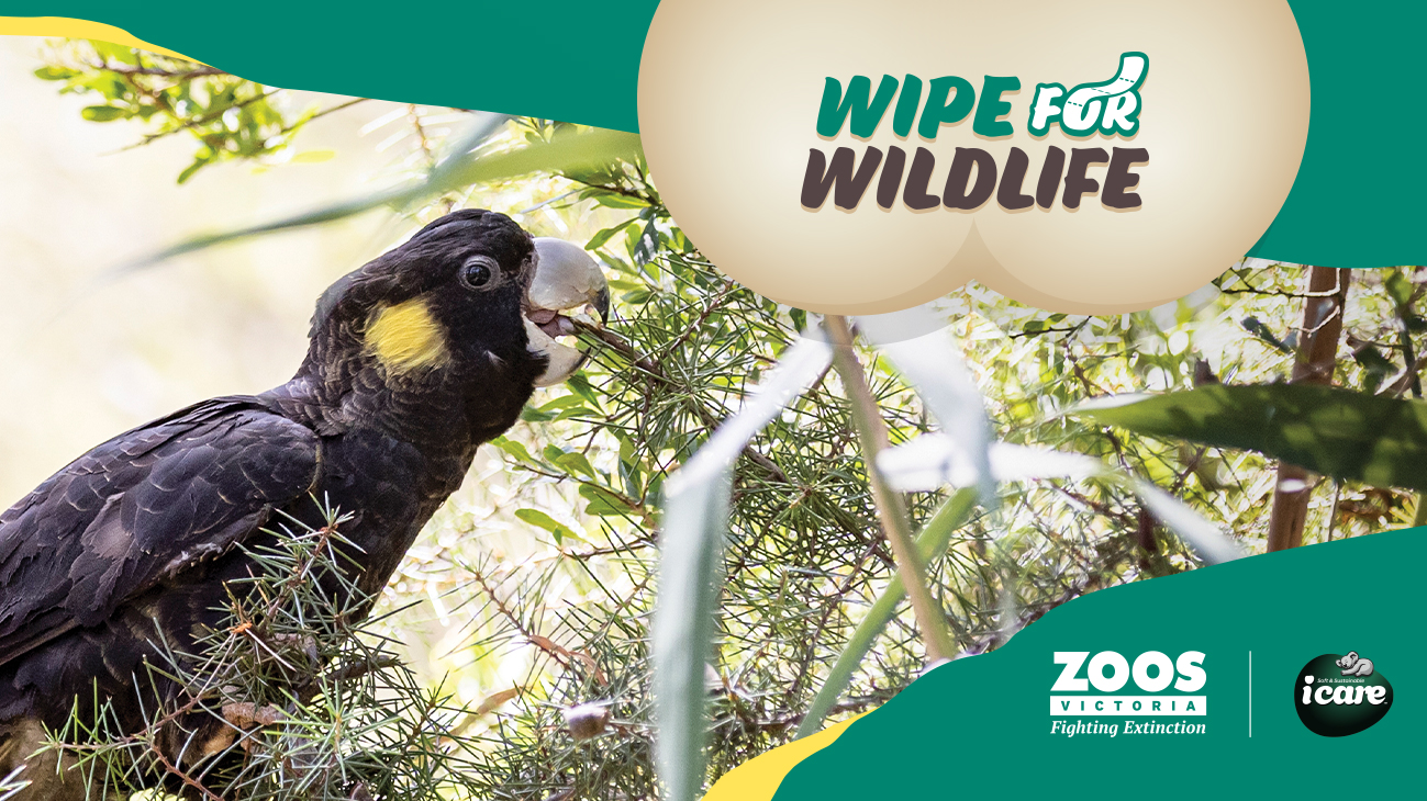 "Wipe For Wildlife": A Yellow-tailed Black-Cockatoo eating on a branch is to the left of the logo.