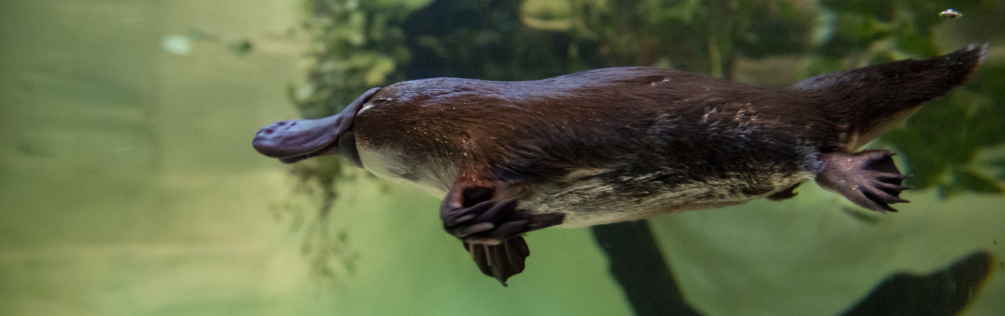 Side view of a brown platypus swimming through the water. 