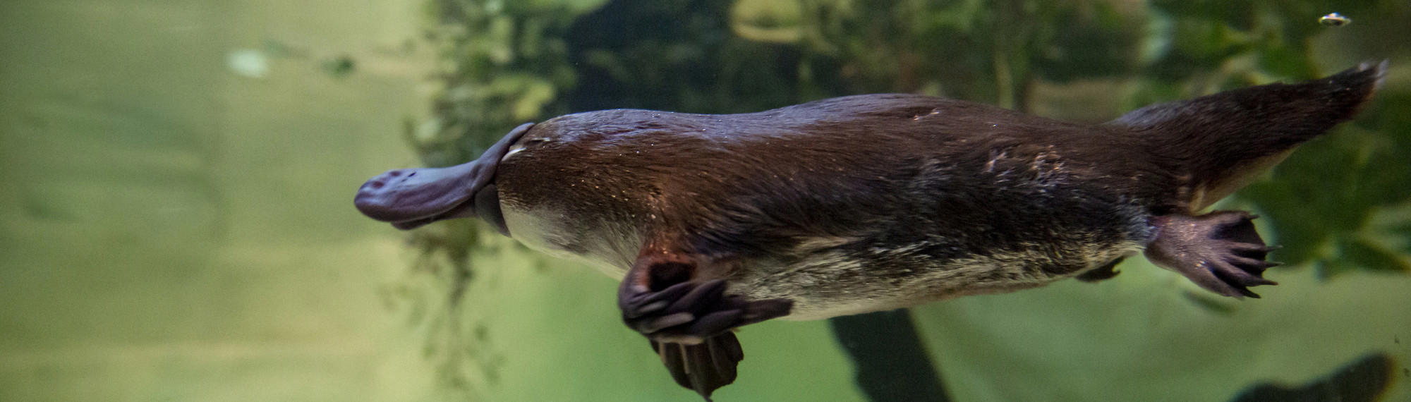 Side view of a brown platypus swimming through the water.