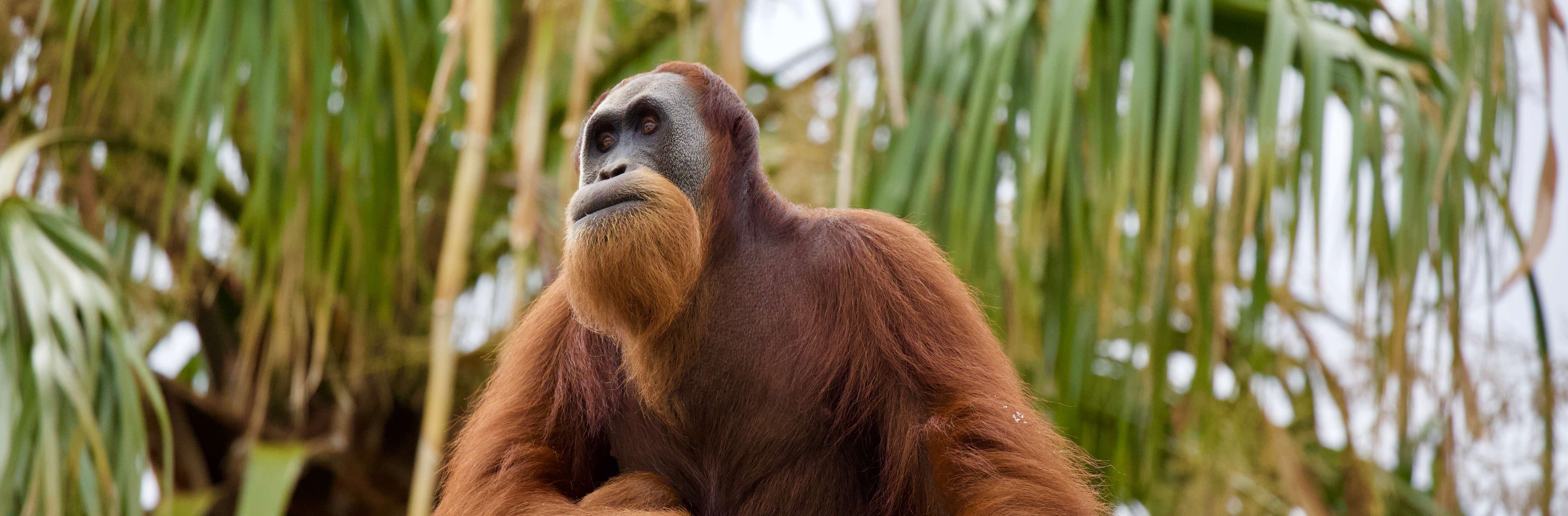 An adult Orangutan, with long orange hair, gazes into the distance, with green palm trees in the background.