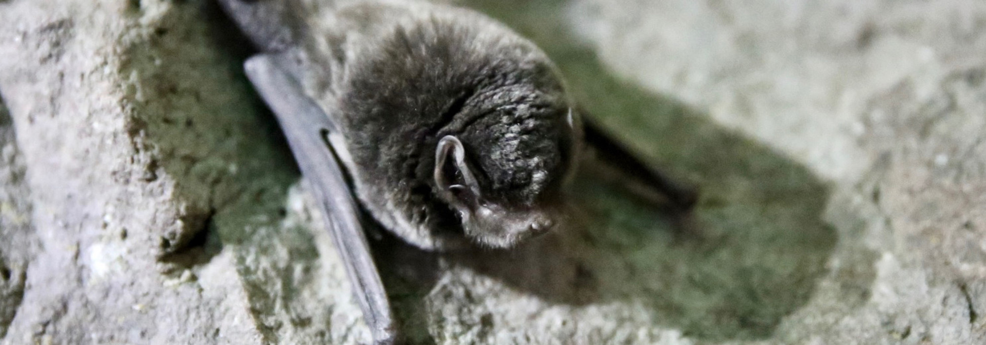 Close-up of a small black bat with wings drawn in tight, resting on a rocky surface