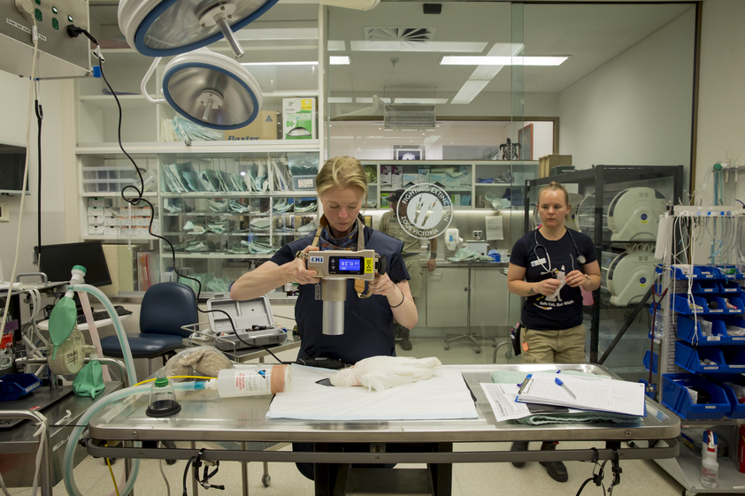 Two Veterinarians examining Fergi, the Long-Billed Corella, in the surgery room.