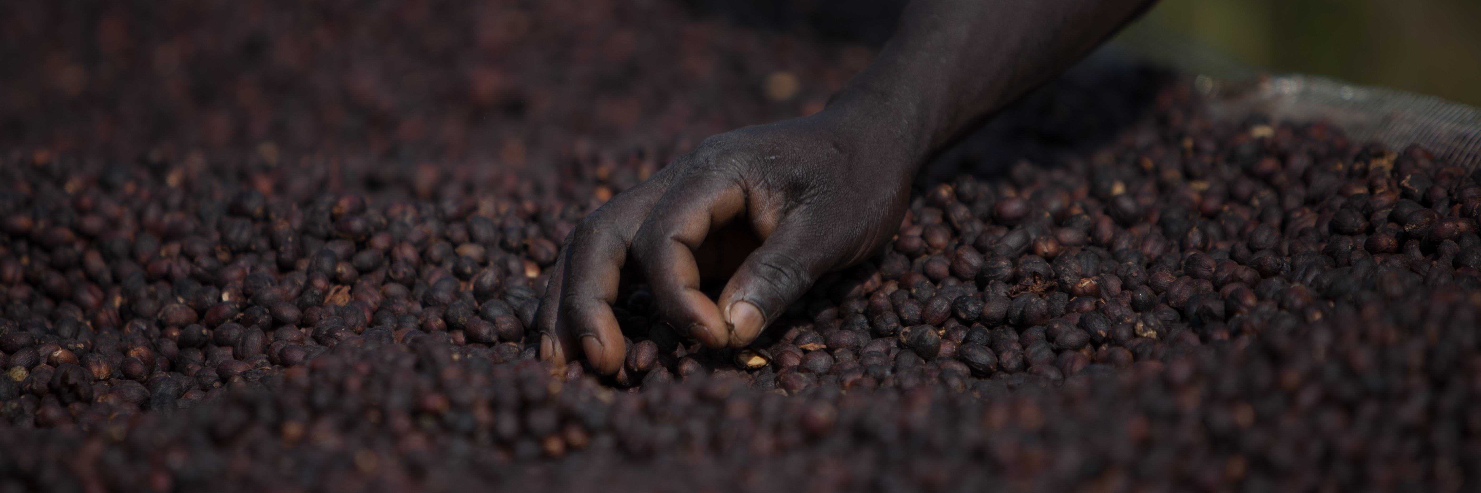 A hand sifting through brown coffee beans