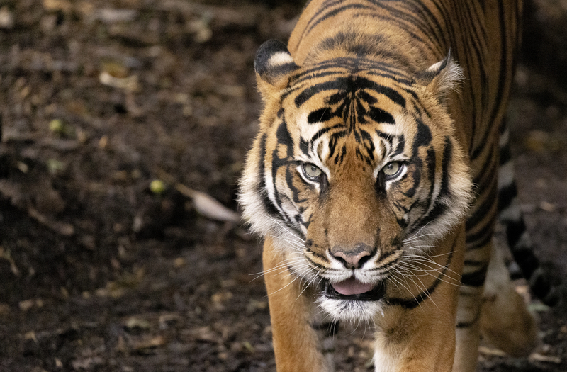 A Sumatran Tiger is standing on bark, looking directly ahead.