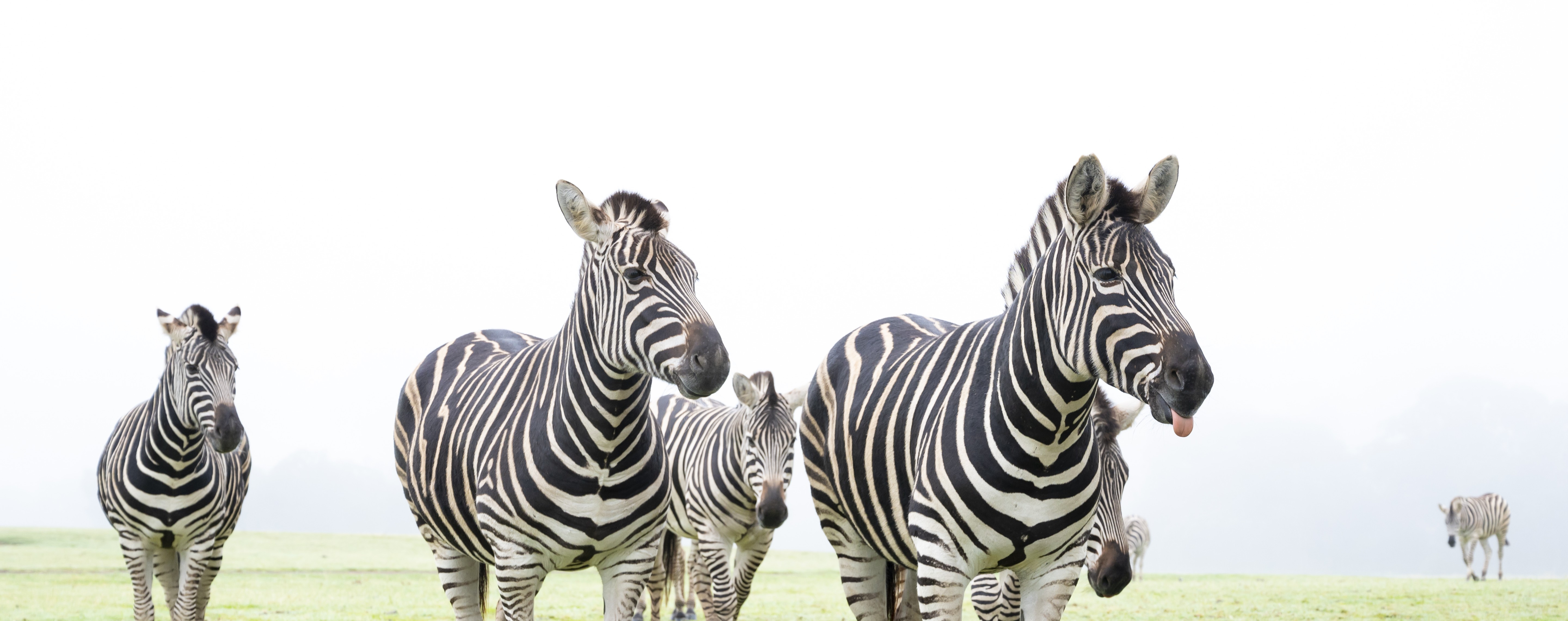 Seven Zebra on a foggy plain (one with their tongue out).