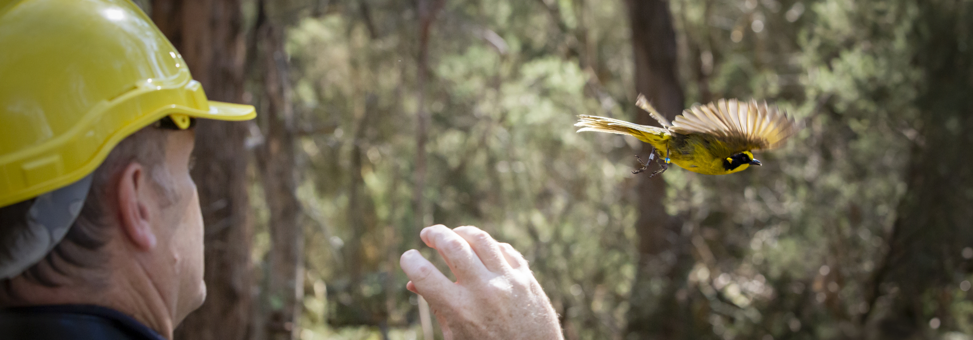 A Helmeted Honey-eater flying right, following release by Keeper wearing yellow hard-hat, facing away on the left.