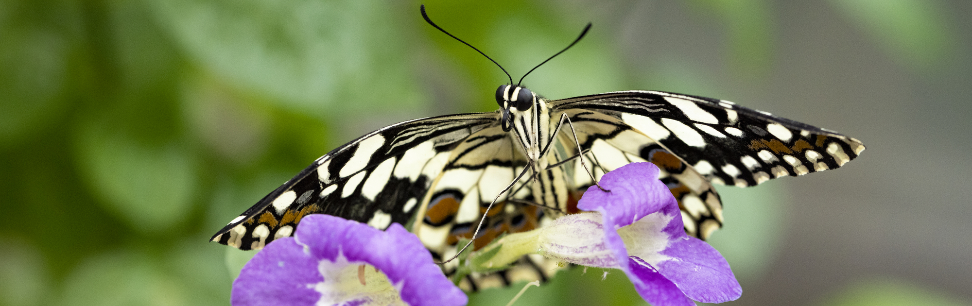 A Chequered Swallowtail Butterfly is sitting on a purple flower. 