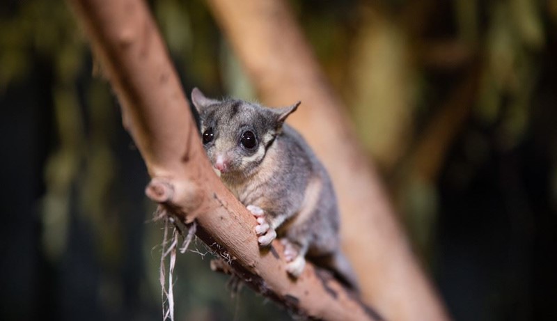 A Leadbeater's Possum perching on the narrow branch of a tree and looking at the camera