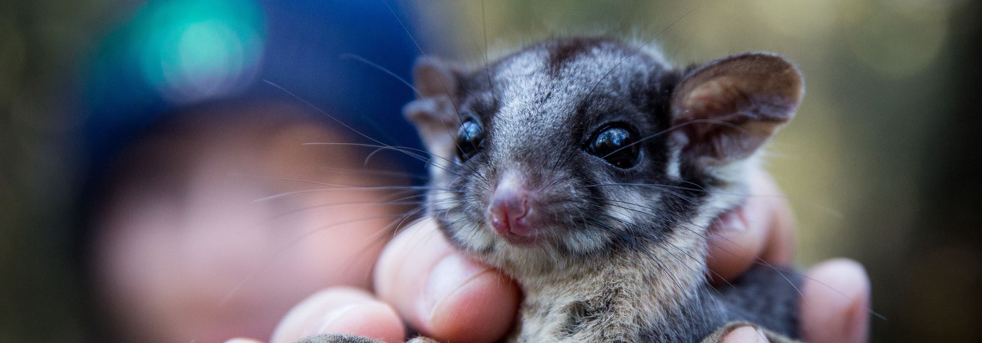 Leadbeater's Possum being held up to the camera.