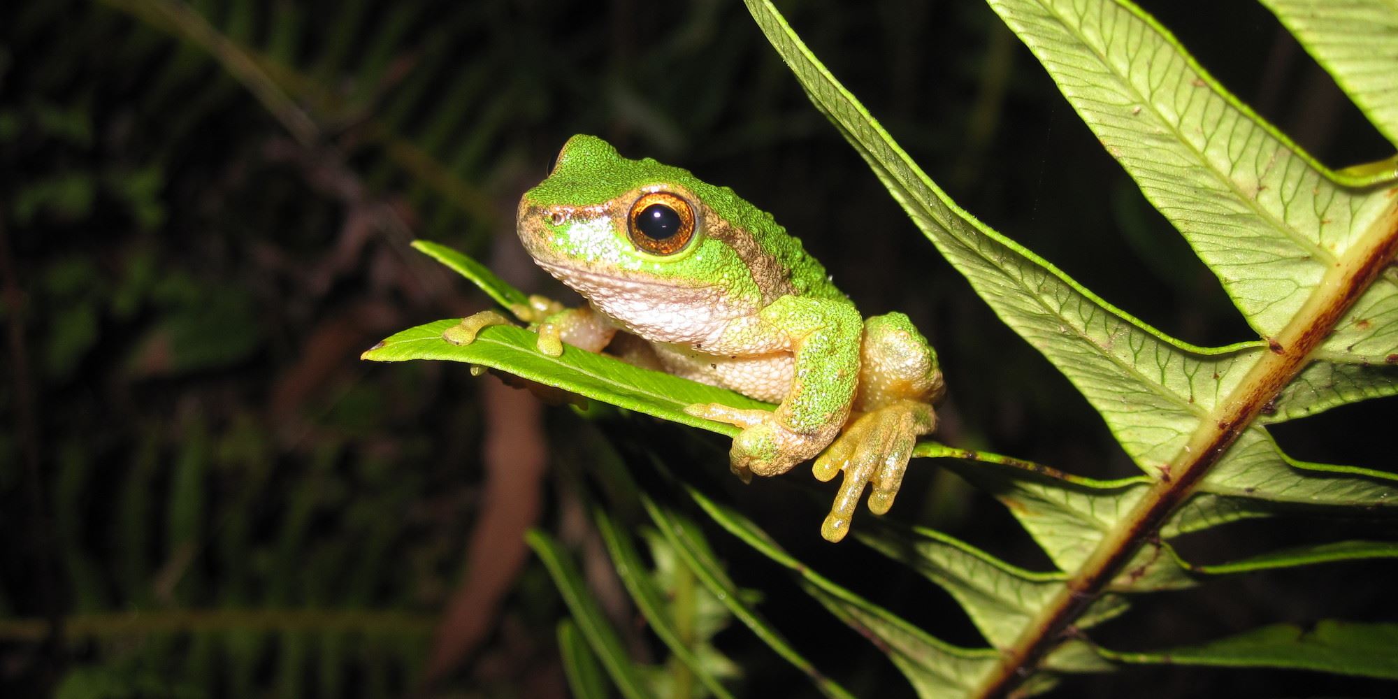 A Spotted Tree Frog is gripping a fern leaf looking to the left. It is light green with a gold eyes.