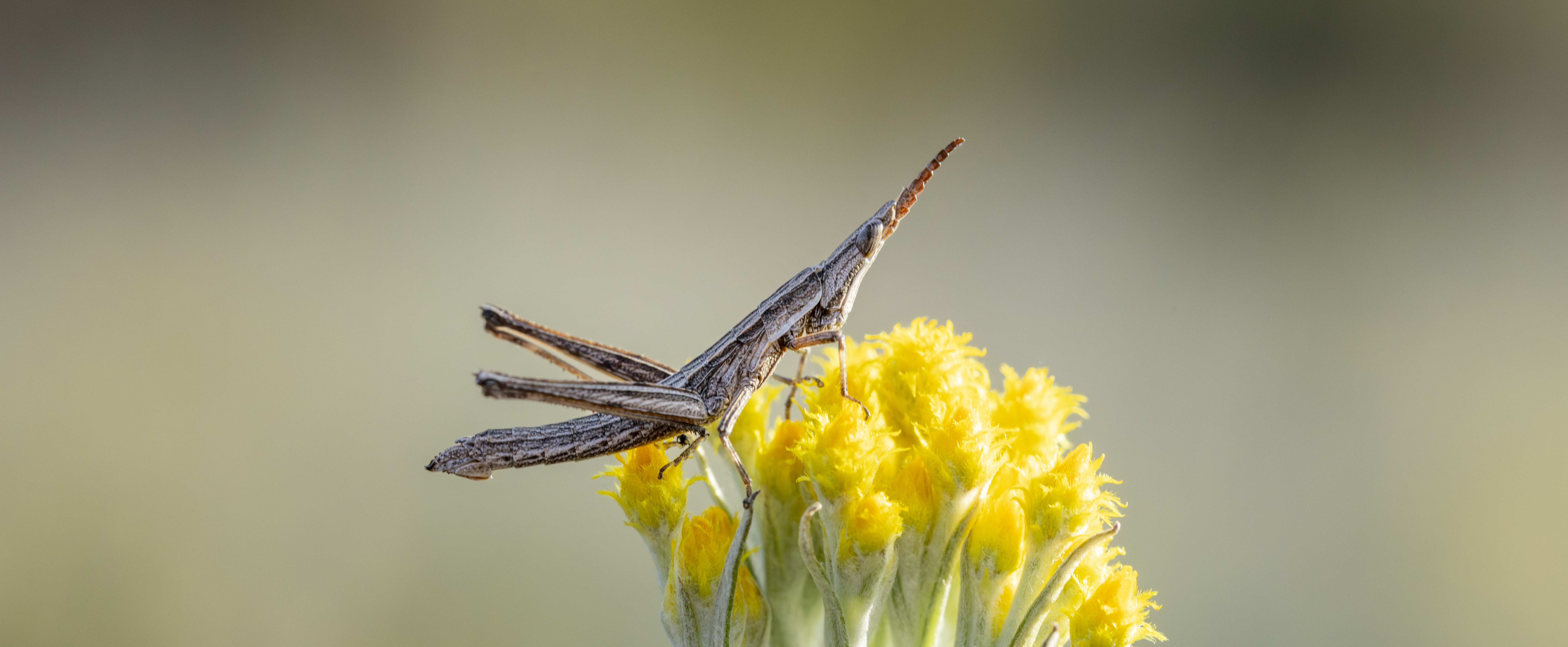 A Key's Matchstick Grasshopper, sitting on top of a yellow flower bud and looking upward.