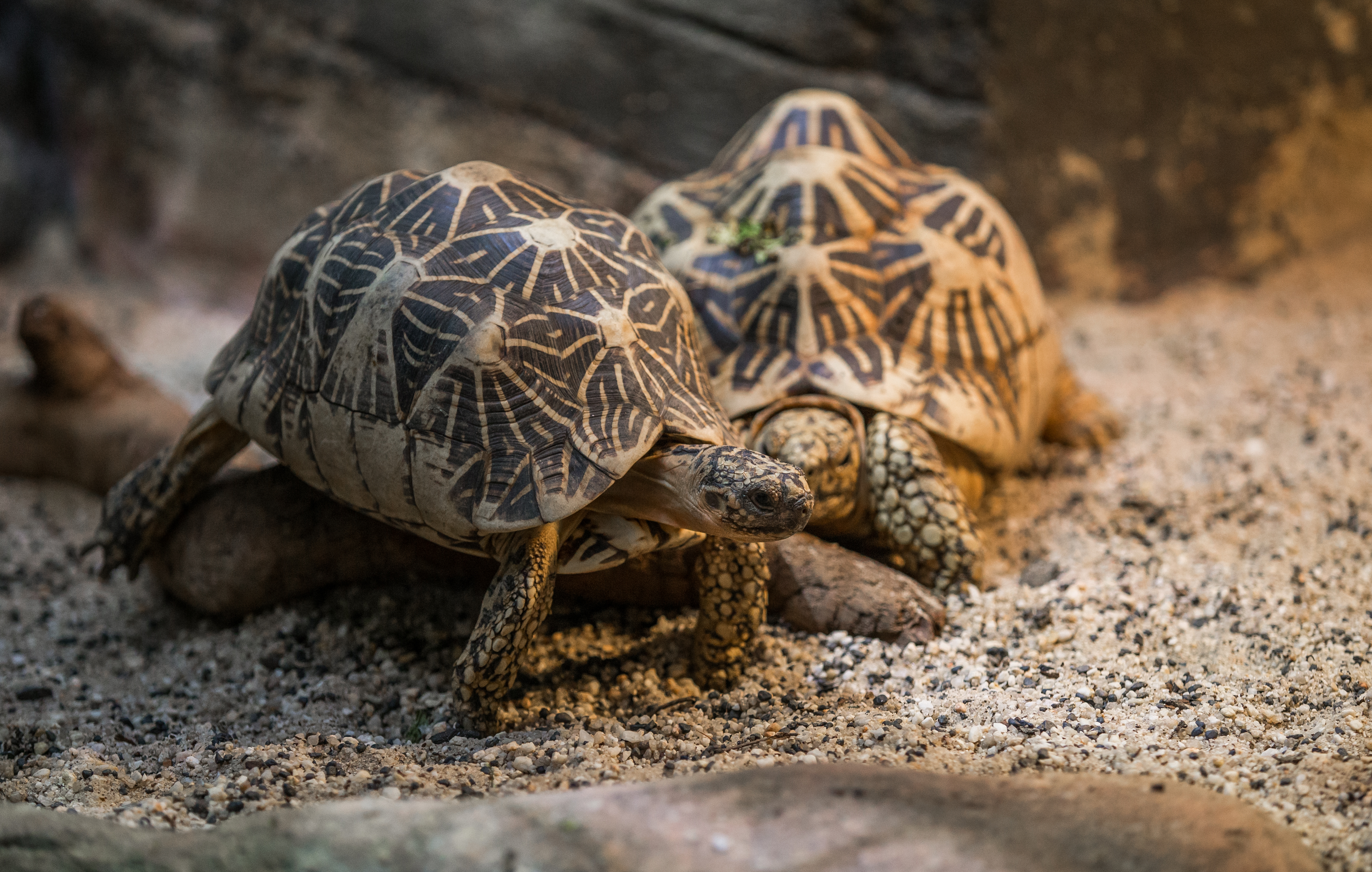 Two Patterned Star Tortoises at Melbourne Zoo's Reptile House.