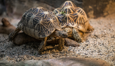 Two Patterned Star Tortoises at Melbourne Zoo's Reptile House.