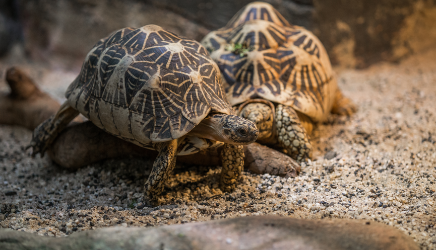 Two Patterned Star Tortoises at Melbourne Zoo's Reptile House.
