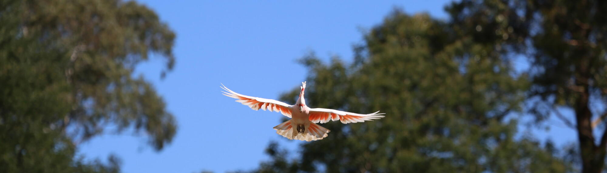 Cockatoo Flying