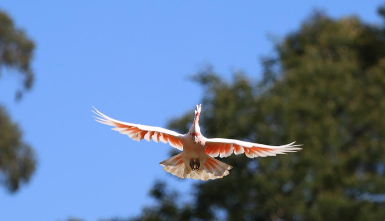 Cockatoo Flying