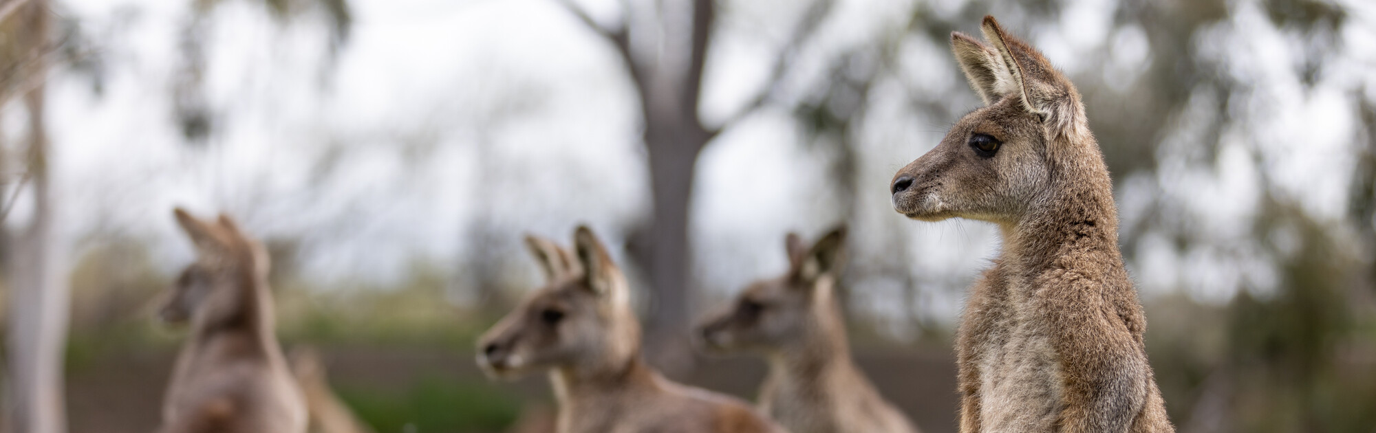 Four Kangaroos, with one in focus, looking toward the left of frame.