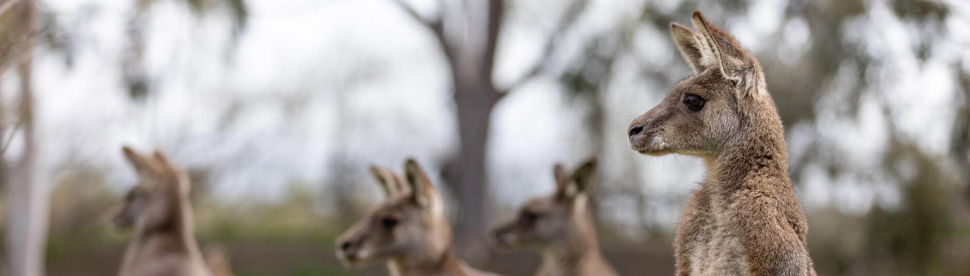 Four Kangaroos, with one in focus, looking toward the left of frame.