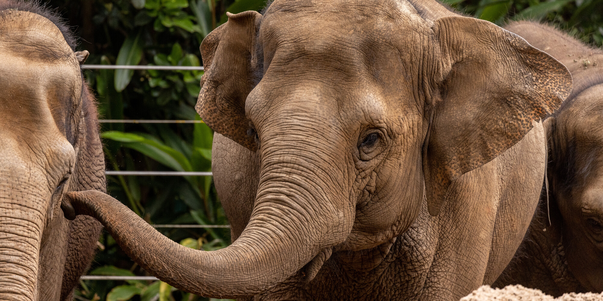  Female Asian Elephant with her trunk raised to the eye of another Elephant.