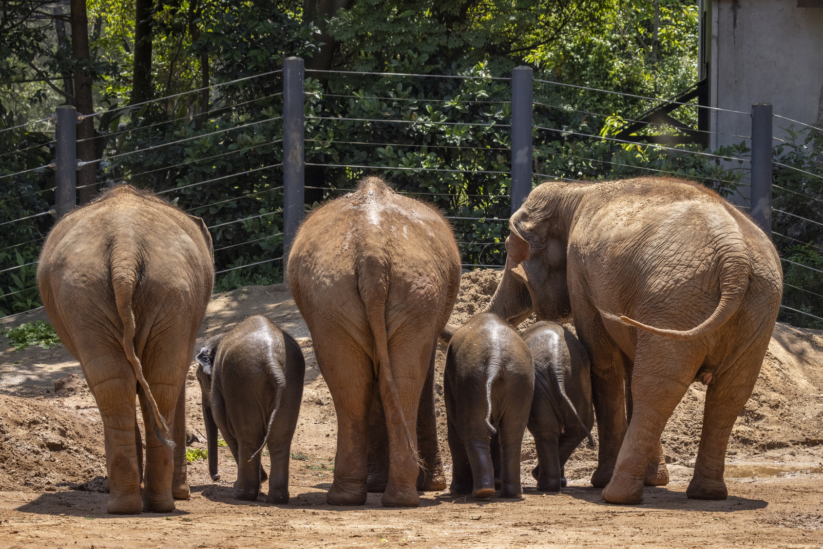 Rear view of six Asian Elephants, three adults and three calves in a row.