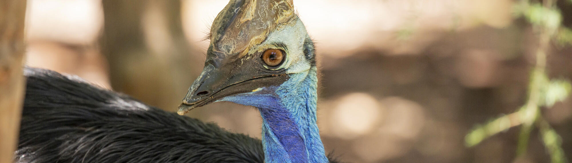 Southern Cassowary