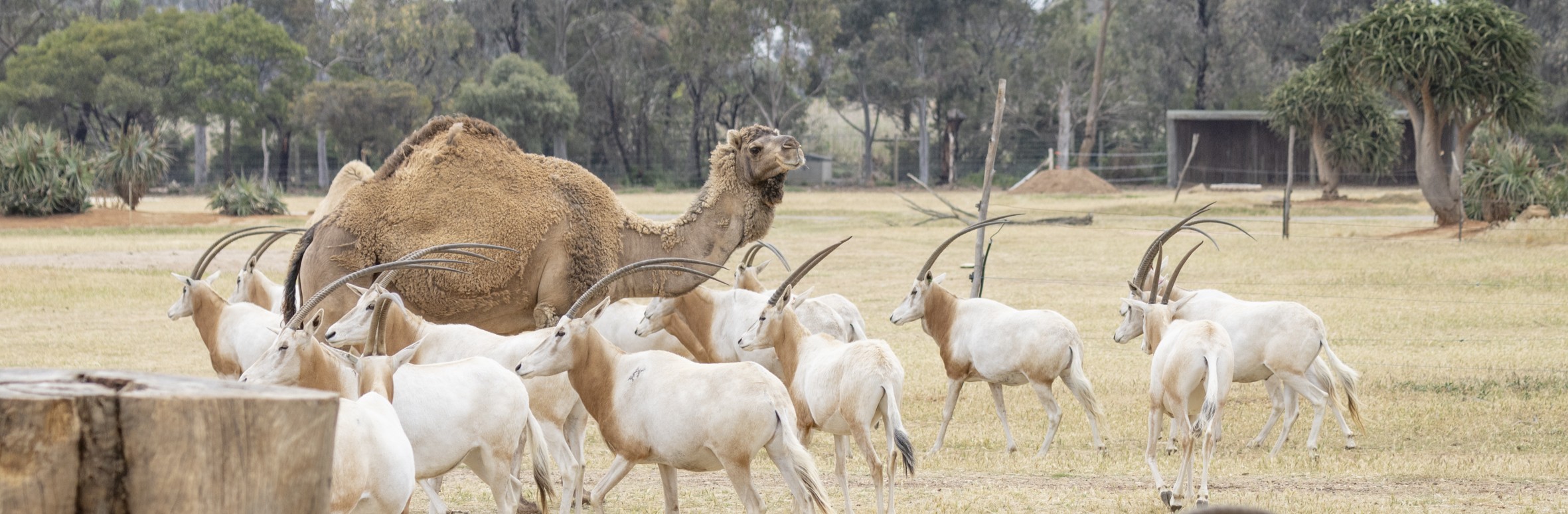 A Camel, surrounded by twelve Scimitar-horned Oryx.