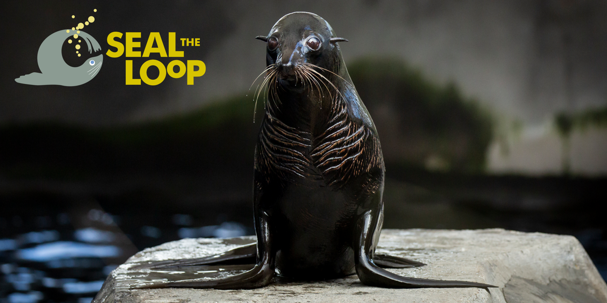 "Seal The Loop": A Fur Seal in their water enclosure faces the camera, with the logo on the top left.