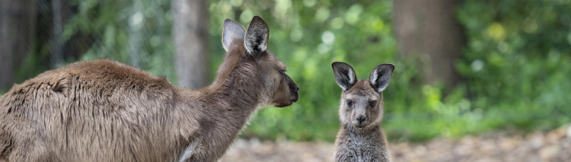 Kangaroo Joey Standing On Hind Legs Next To Mother Looking At Camera