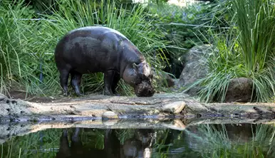 21035 Pygmy Hippopotamus Melbourne Zoo Felix 103 1