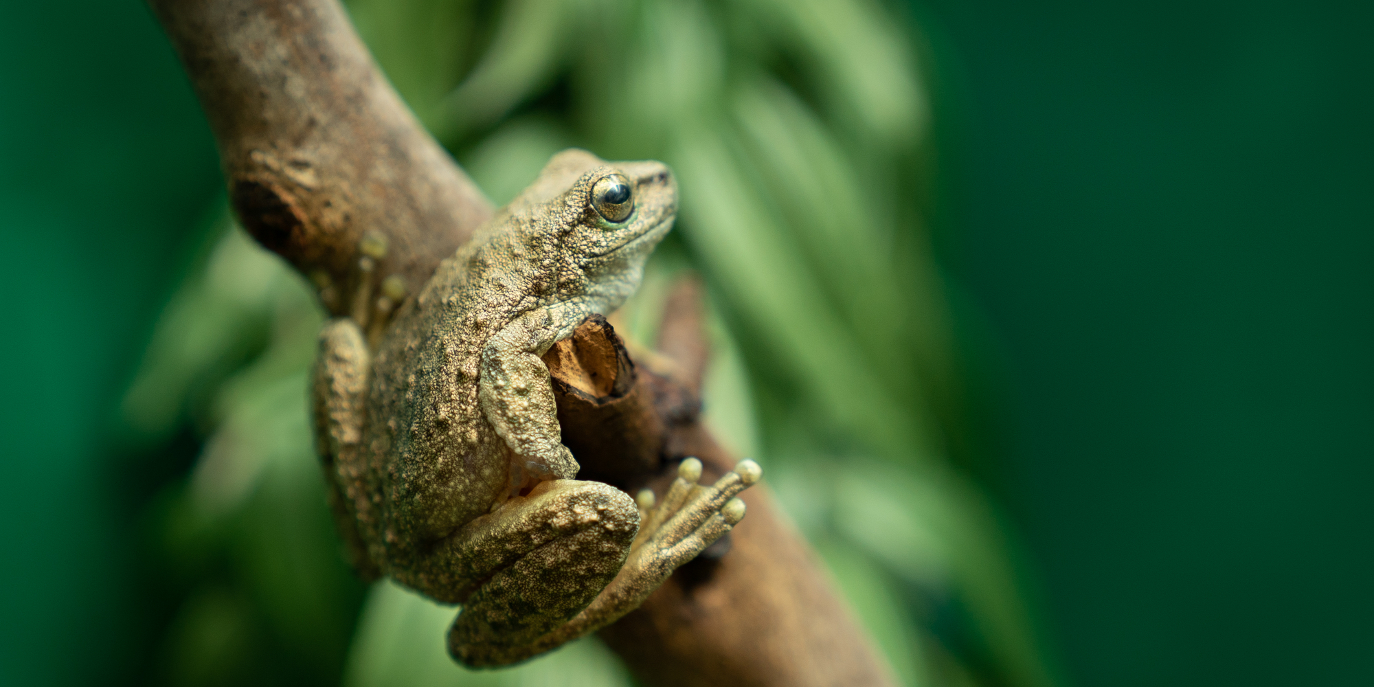 Close-up of a Spotted Tree Frog (side profile and his right eye) perched on a branch with green blurred leaves in the background.