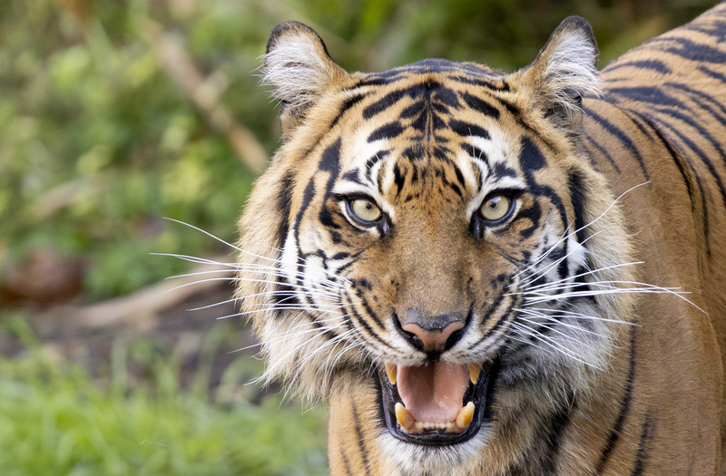A Sumatran Tiger is looking at the camera with her mouth slightly open, showing her sharp teeth.