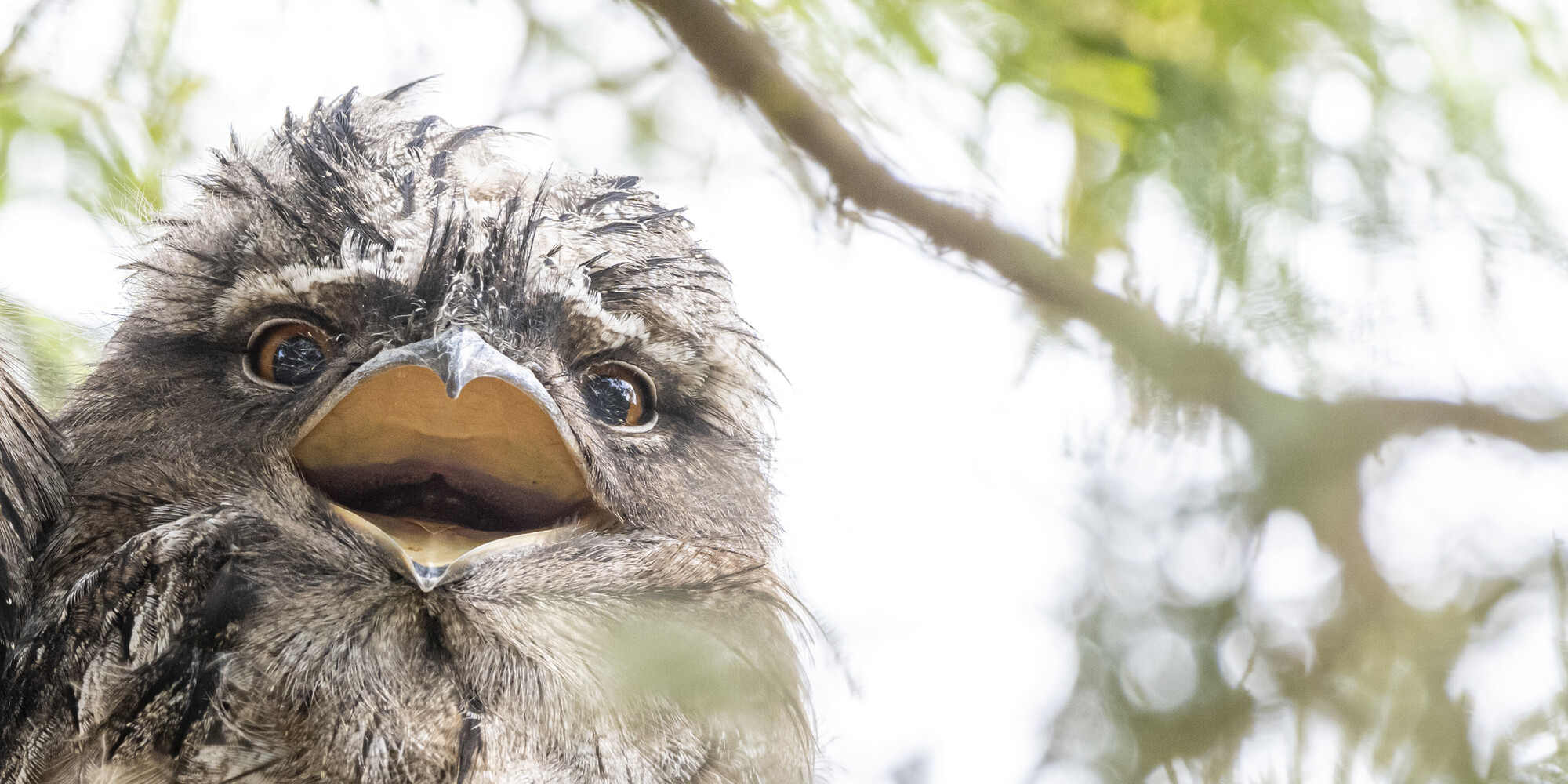 Close-up of a Tawny Frogmouth looking at the camera with their mouth open.