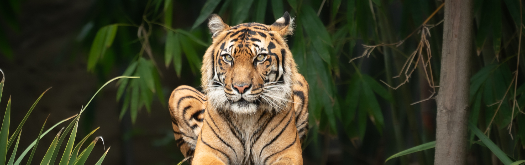 A Sumatran Tiger is perched on bark, with green leaves behind her. 