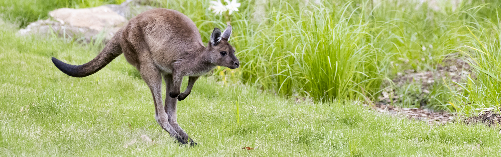 Kangaroo Island Kangaroo joey is jumping on green grass. 