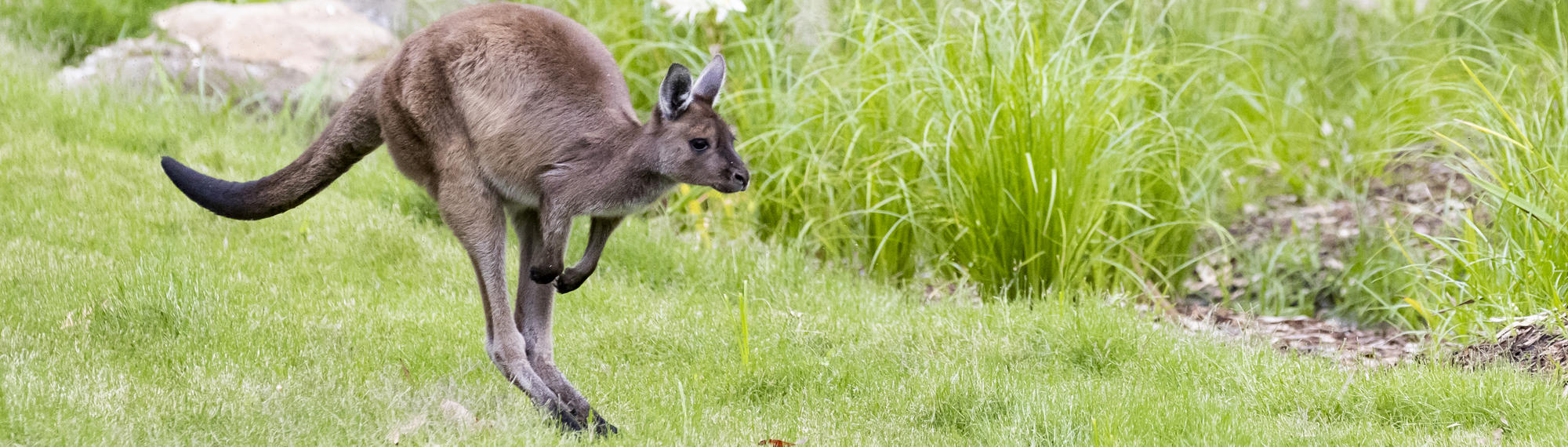 Kangaroo Island Kangaroo joey is jumping on green grass.