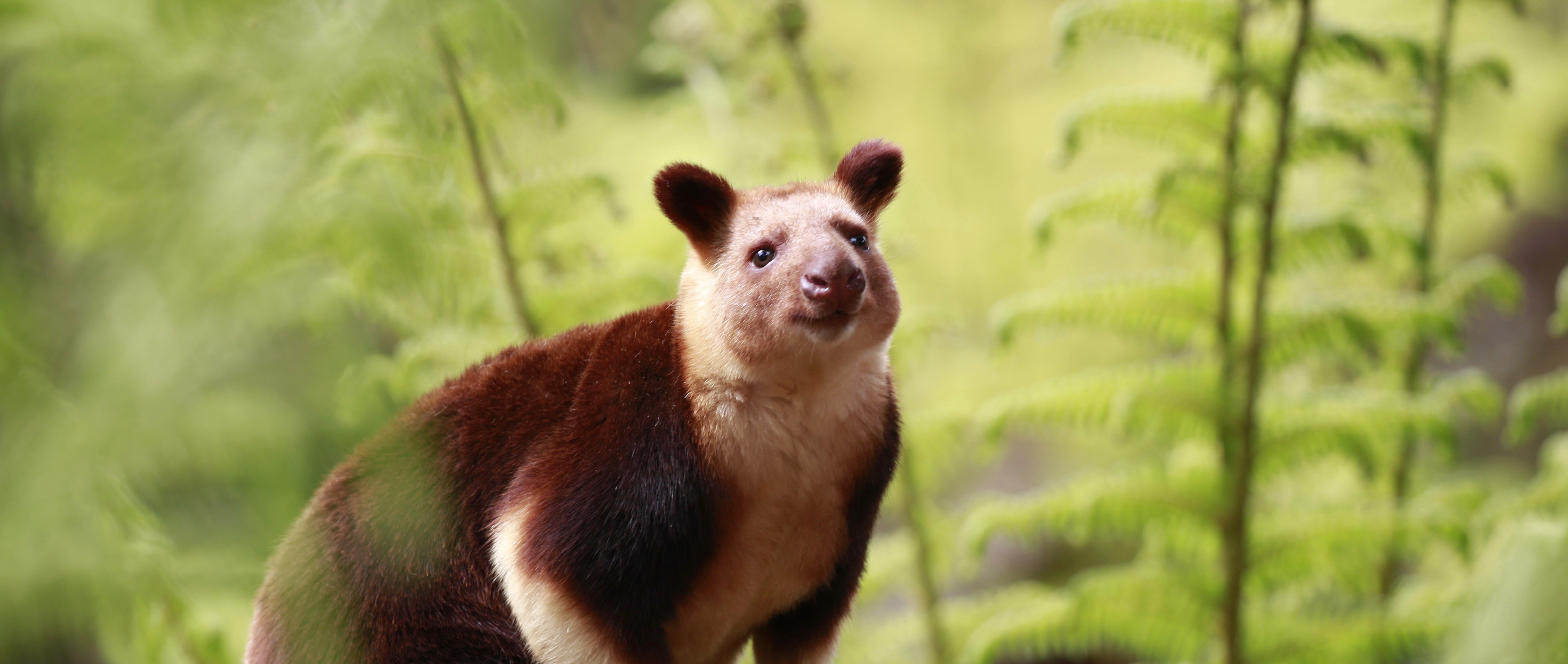 A Tree-Kangaroo, seen from the front-right against a fern backdrop.