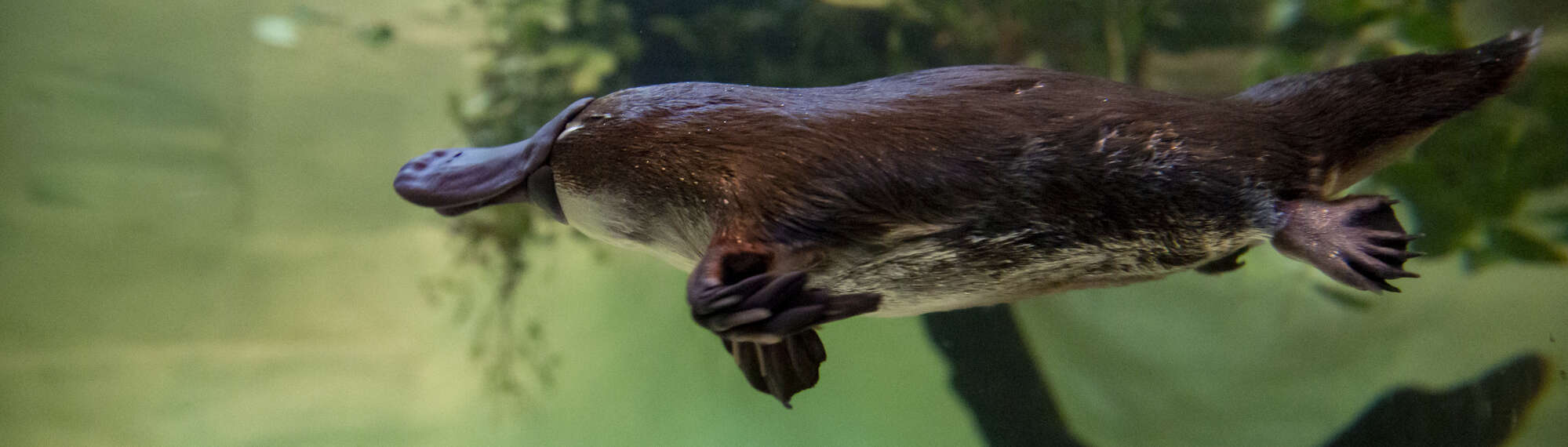 Yumi the platypus, swimming.  Tales from Platypus Creek