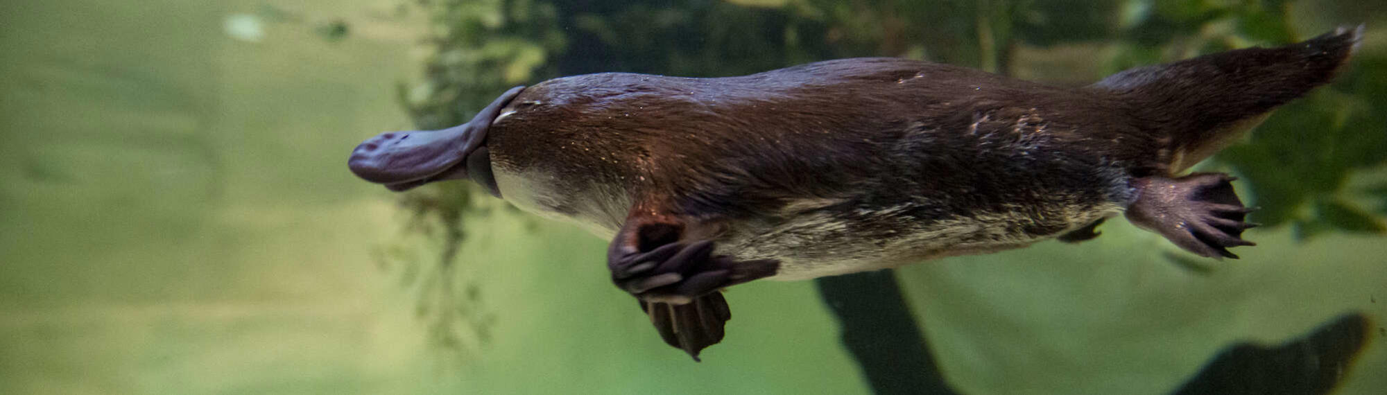 Yumi the platypus, swimming. Tales from Platypus Creek