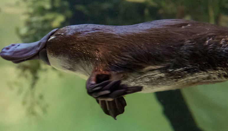 Yumi the platypus, swimming. Tales from Platypus Creek