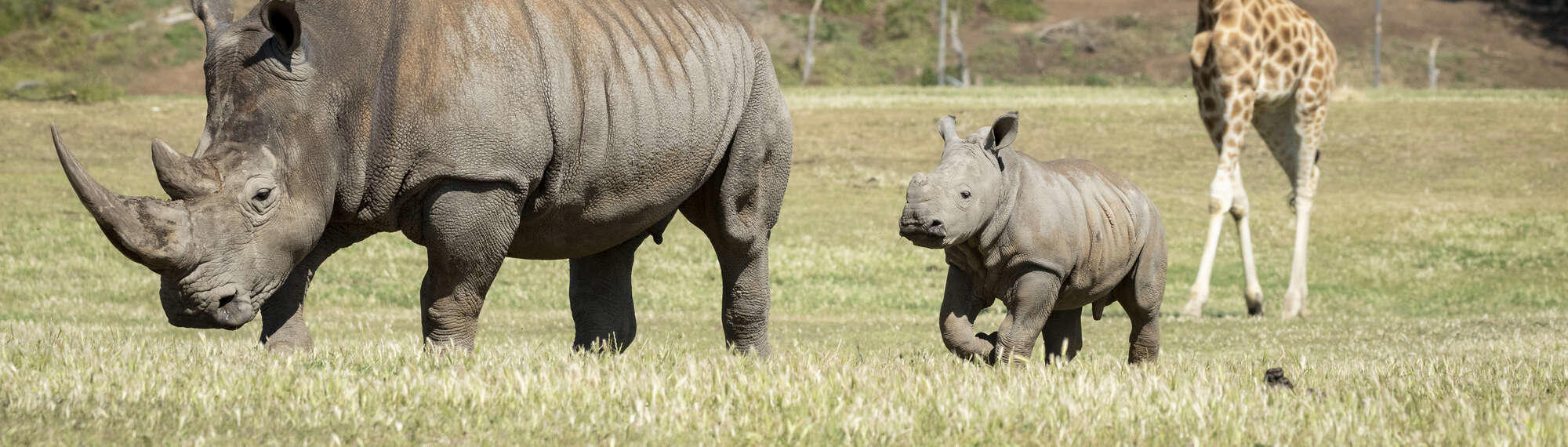 Young male Southern White Rhinoceros calf, Jabulani, first time on savannah.